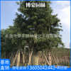 福建大腹木棉苗木廠家直銷(xiāo)批發(fā) 酒瓶木棉庭院園林景觀綠化工程