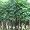 綠化苗木 行道花卉植物 欒樹樹苗 大小規(guī)格齊全