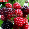 特價 保健水果美國品種紅樹莓盆栽樹莓果樹苗 覆盆子苗 當(dāng)年結(jié)果