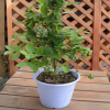 果樹苗木苗木藍(lán)莓苗樹苗花卉苗木花木花木藍(lán)莓樹苗藍(lán)莓苗木