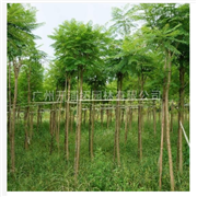 藍(lán)花楹