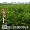 批發(fā) 法國(guó)冬青樹苗 法青樹苗 綠籬笆專用苗 珊瑚樹苗 四季常青