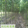 優質楊樹苗 綠化苗楊樹 基地批發速生楊小苗規格齊全 種類多