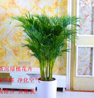 客廳大型植物散尾葵室內(nèi)綠植大盆栽袖珍椰子苗鳳尾竹凈化空氣批發(fā)