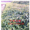 貴州省綠化苗木喬木香樟樹(shù)小苗樹(shù)形美觀規(guī)格根系發(fā)達(dá)容易成活