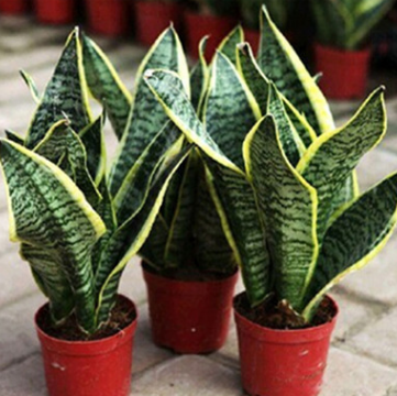 室內(nèi)花卉盆栽金邊虎皮蘭批發(fā)多肉植物精品盆景虎皮蘭苗防輻射盆栽