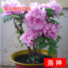 精品牡丹批發(fā)包郵庭院室內(nèi)花卉綠植盆栽牡丹花當(dāng)年開花