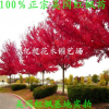 正宗美國紅楓小苗秋火焰、紅點紅楓現貨充足園林綠化