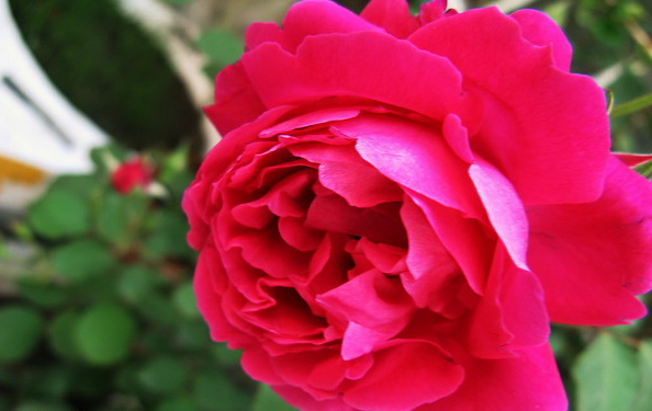 豐花月季