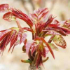 香椿苗 規(guī)格齊全品種多的大棚紅油香椿