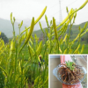 供應黃花菜大花萱草種子地被類花卉生長能力強 黃花菜種苗