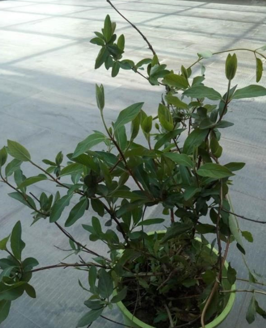 金銀花（多花忍東）