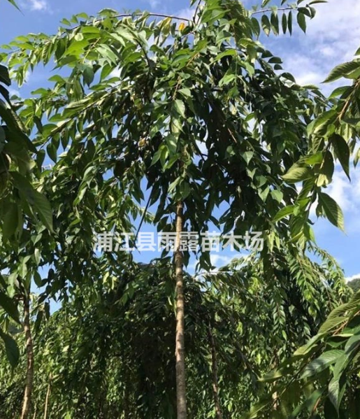 供應高桿原生垂枝櫻花