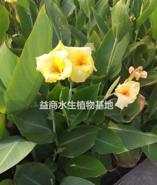 黃花美人蕉杭州黃花美人蕉水生植物黃美人蕉