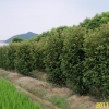 紅葉石楠柱報(bào)價(jià)/浙江紅葉石楠柱報(bào)價(jià)
