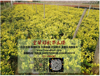 好彩大量批發(fā)金森女貞(圖)|金森女貞市場(chǎng)價(jià)格|金森女貞