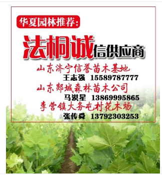 山西法桐小苗供應(yīng)商、華夏園林、臨汾法桐