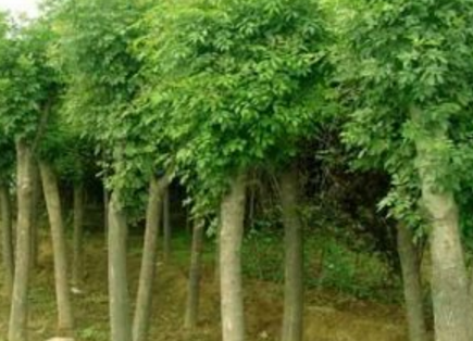 1—4年冠移栽種植國(guó)槐、白臘、速生白臘、欒樹
