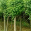 1—4年冠移栽種植國槐、白臘、速生白臘、欒樹