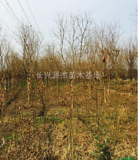 浙江地區(qū)供應(yīng)精品烏桕