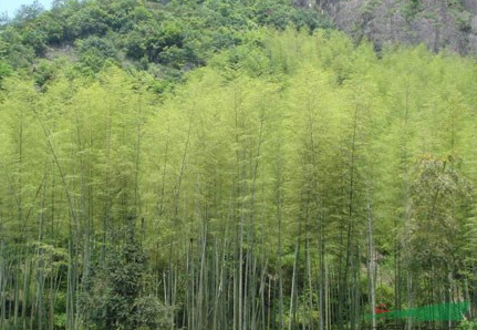 江蘇青竹2*新報(bào)價(jià)/青竹2圖片