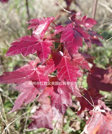美國秋紅楓D2-D6特價供應|美國紅楓夕陽紅D2