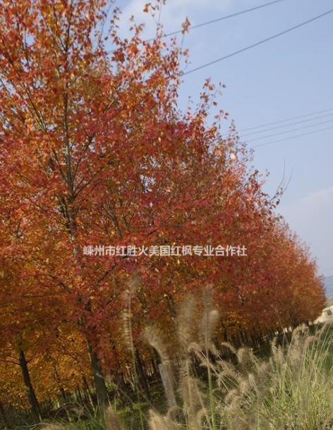 美國紅楓十月光輝D2-D4美國紅楓夕陽紅H10-H200