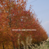 美國(guó)紅楓十月光輝D2-D4美國(guó)紅楓夕陽紅H10-H200