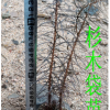杉木袋苗 杉木輕基質(zhì)苗 杉木杯苗 杉木容器苗