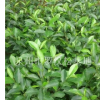 福建含笑哪里最便宜，含笑價(jià)格，哪里有大量含笑，含笑種植基地