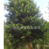 12公分羅漢松福建最大羅漢松基地，哪里的羅漢松最便宜，泉州羅漢松價(jià)格
