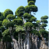 貴州榕江縣小葉榕樁頭，造型榕樹樁頭批發價格