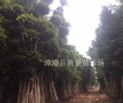 樹冠傘形造型小葉榕樁頭清泉苗木基地批發(fā)包上車包挖等服務
