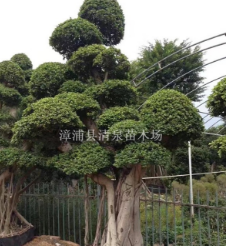 榕樹供應胸徑40-300公分精品造型小葉榕樁頭價格2000元福建貨源