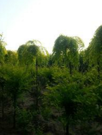 金葉榆10-18CM