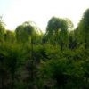 金葉榆10-18CM