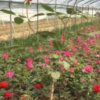 大花月季、豐花月季、微型月季