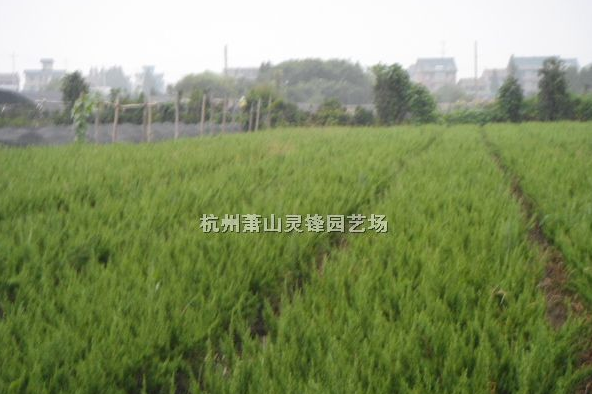 紅葉石楠小毛球