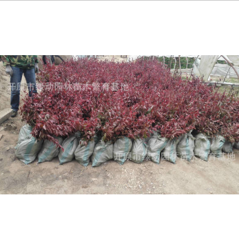 供應(yīng)密枝紅葉李容器苗 80公分高密枝紅葉李容器苗 密枝紅葉李價(jià)格