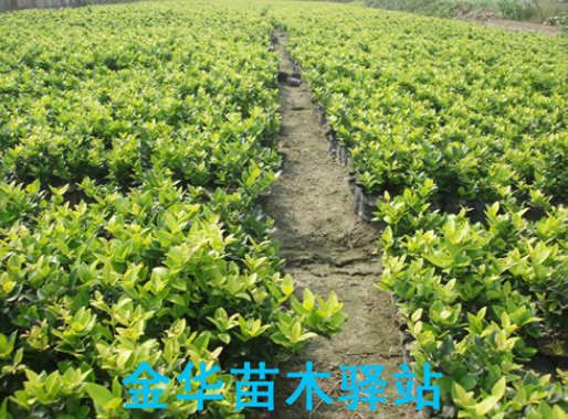 金森女小杯苗大杯苗扦插苗金華色塊苗專作基地直供海量
