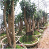 浙江供應茶花_承接油茶樹嫁接技術
