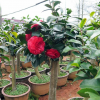 茶花盆栽 油茶嫁接全國承接