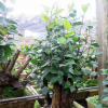 茶花盆景 油茶嫁接全國承接