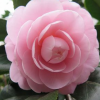 浙江供應嫁接茶花技術服務