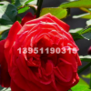 樹樁月季樹型月季樹樁月季 嫁接月季 紅色月季樹 高桿月季