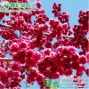 速生彩葉櫻花 臺灣牡丹櫻 紅葉紅花櫻花工程樹苗