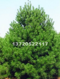 陜西西安1-4米白皮松，5米白皮松