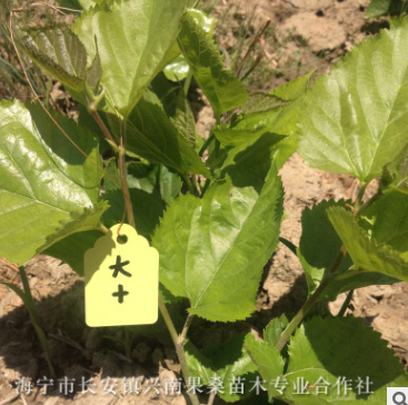 優質桑苗 長期供應桑樹苗 基地特供蠶桑苗多種規格（十大）桑葚苗