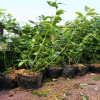 藍莓苗的種植方法PH值的范圍 裕農20年專業培育適應南北方藍莓苗