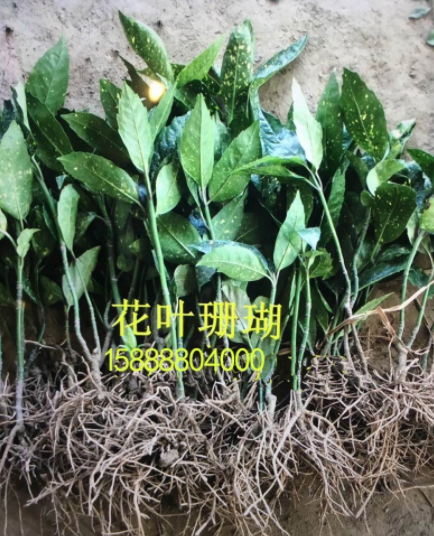 供應花葉珊瑚 花葉珊瑚苗 等各種綠化用苗